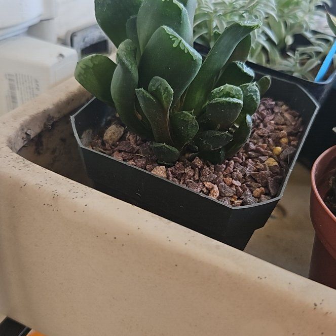 Photo of the plant species Horse's Teeth Haworthia by @RegalMeyerlemon named Foxxy on Greg, the plant care app