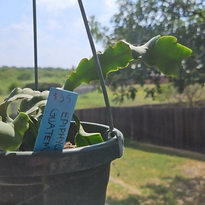 Photo of the plant species Epiphyllum 'Beavertail' by @RegalMeyerlemon named Delilah on Greg, the plant care app