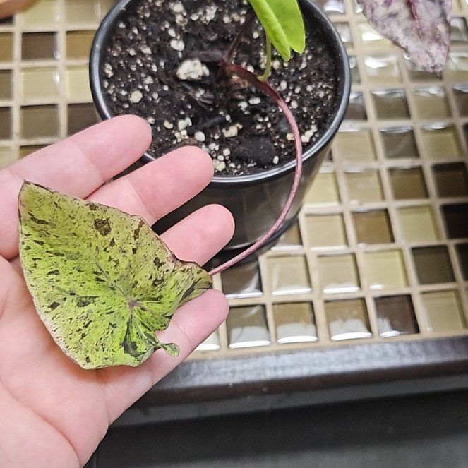 Photo of the plant species Mojito colocasia by @RegalMeyerlemon named Einstein on Greg, the plant care app