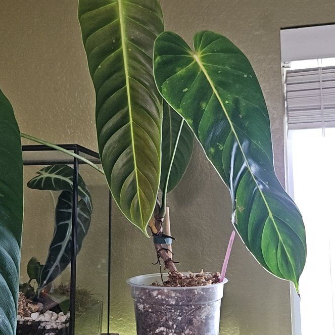 Photo of the plant species Philodendron Esmeraldense Narrow by @RegalMeyerlemon named Marilyn on Greg, the plant care app