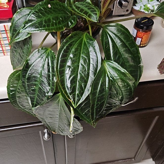 Photo of the plant species Monolena primuliflora 'Midnight Glory' by @RegalMeyerlemon named Michelle Branch on Greg, the plant care app