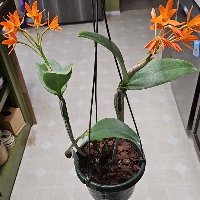 Photo of the plant species Fire Star Orchid by @RegalMeyerlemon named Kylie on Greg, the plant care app