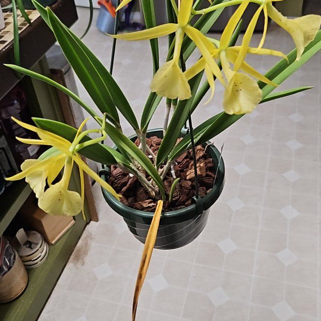 Photo of the plant species Yellow Bird Orchid by @RegalMeyerlemon named Bella on Greg, the plant care app