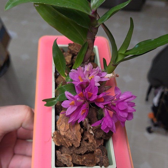 Photo of the plant species Giant Crego Aster by @RegalMeyerlemon named Gates on Greg, the plant care app