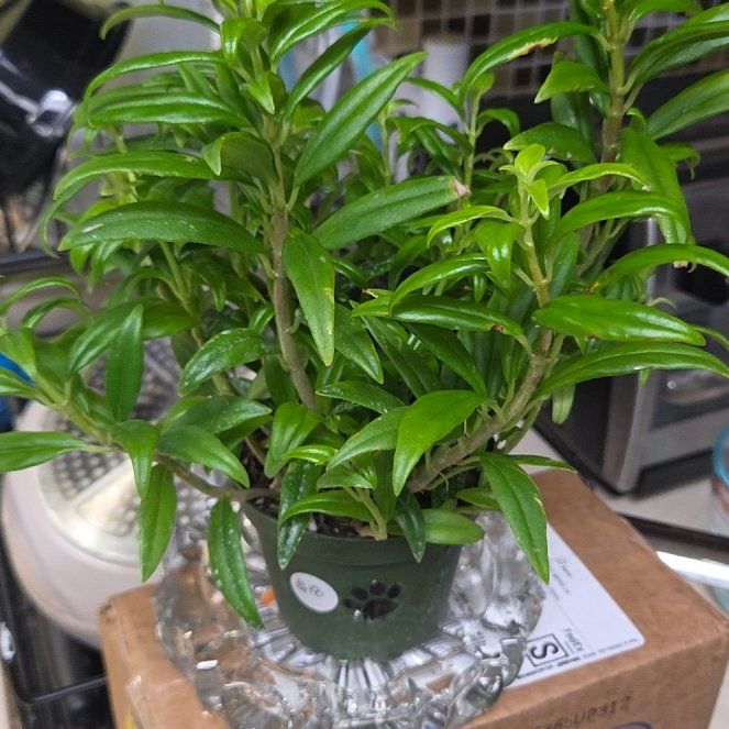 Photo of the plant species Common Myrtle by @RegalMeyerlemon named ChloroPhil on Greg, the plant care app