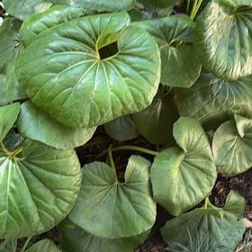 Photo of the plant species Leopard Plant by @TutorRockcress named Pax on Greg, the plant care app