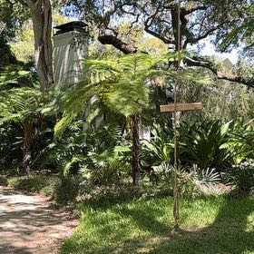 Photo of the plant species Lacy Tree Fern by @TutorRockcress named Sir Plancelot on Greg, the plant care app