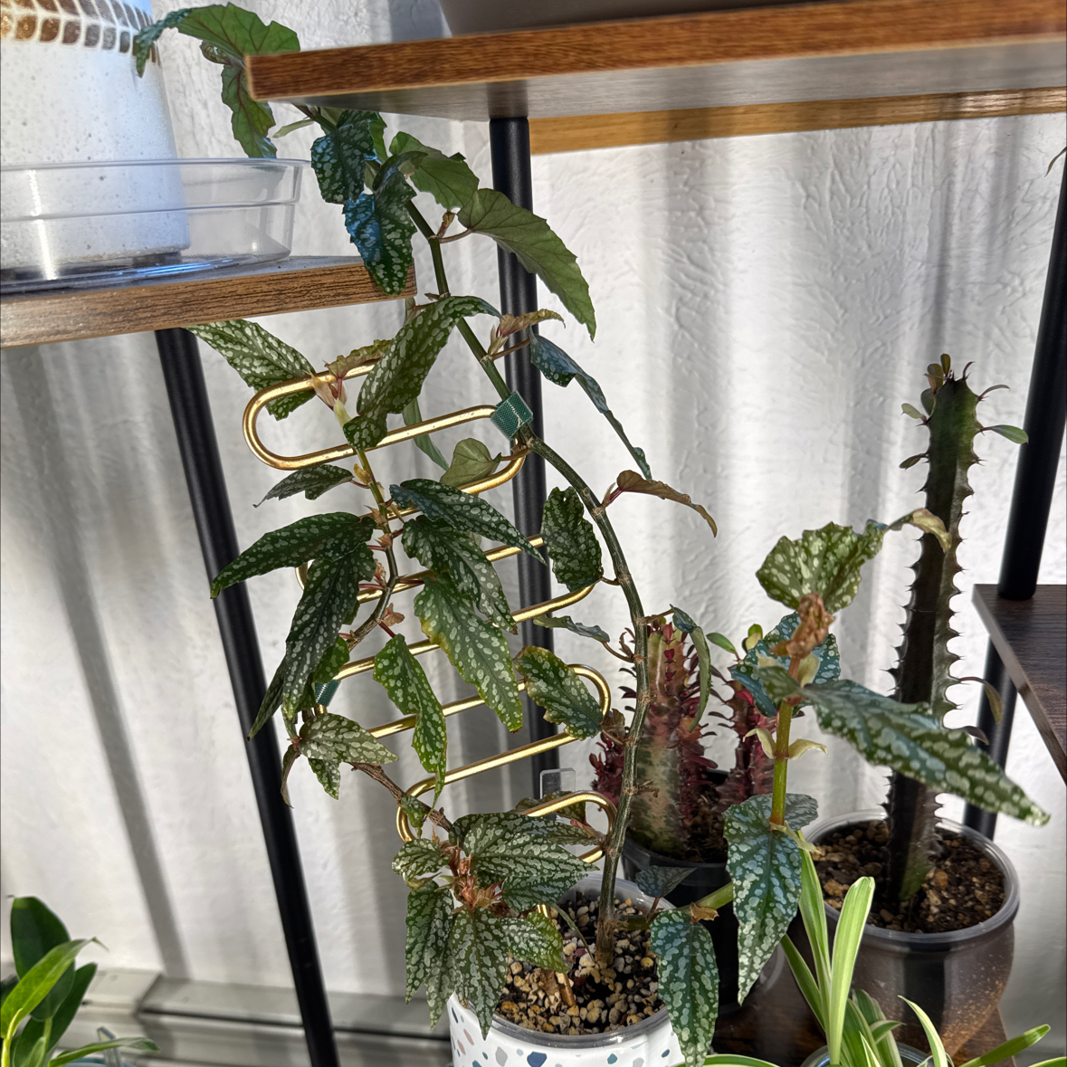 Photo of the plant species Begonia Medora by @PolarPlantLady named Gregarious on Greg, the plant care app