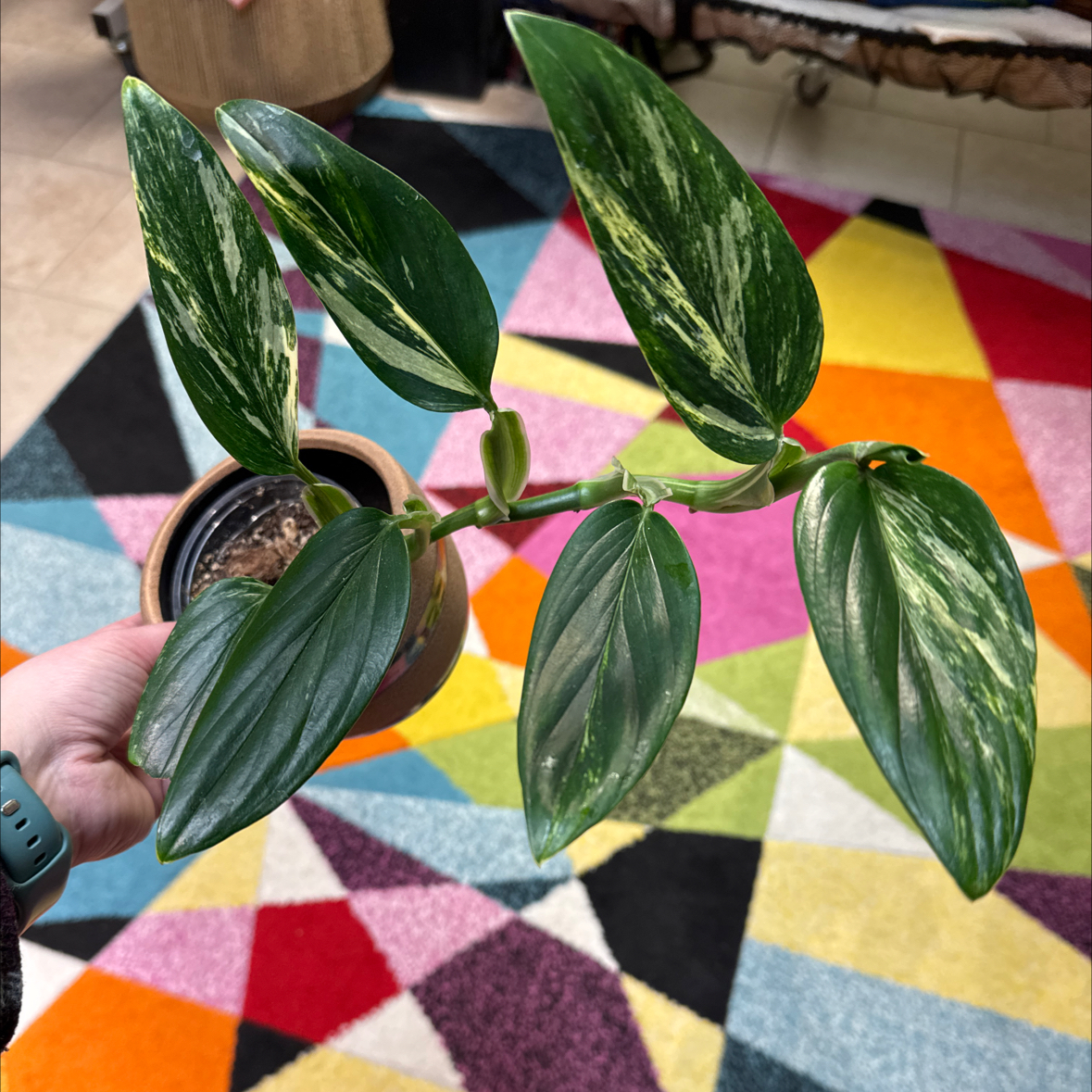 Photo of the plant species Monstera standleyana 'aurea' by @PolarPlantLady named Sonora on Greg, the plant care app