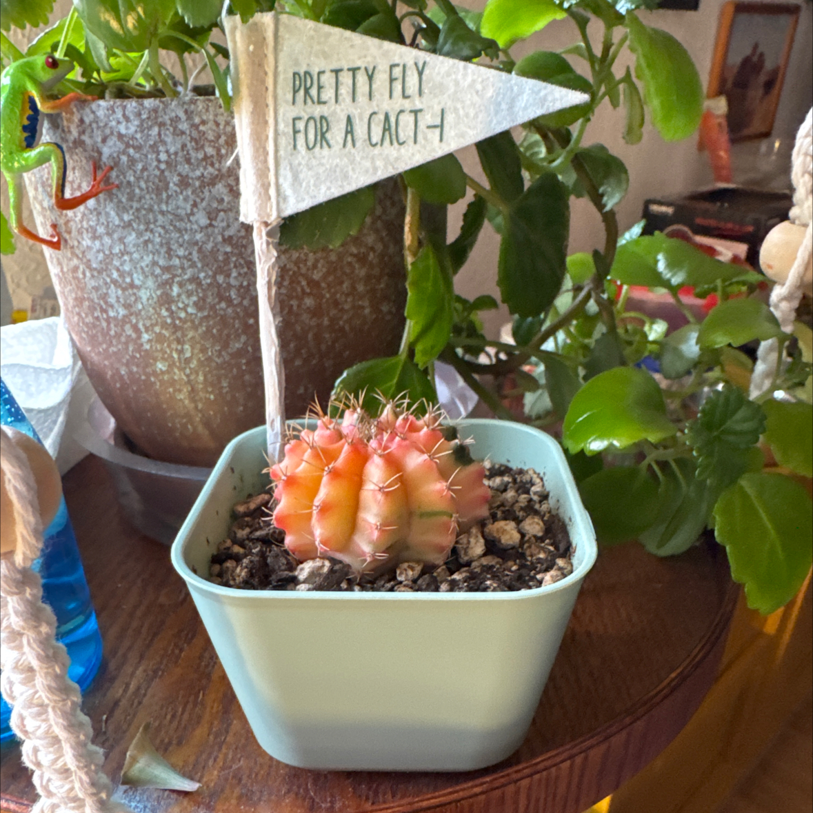 Photo of the plant species Variegated Moon Cactus by @PolarPlantLady named Naomi on Greg, the plant care app