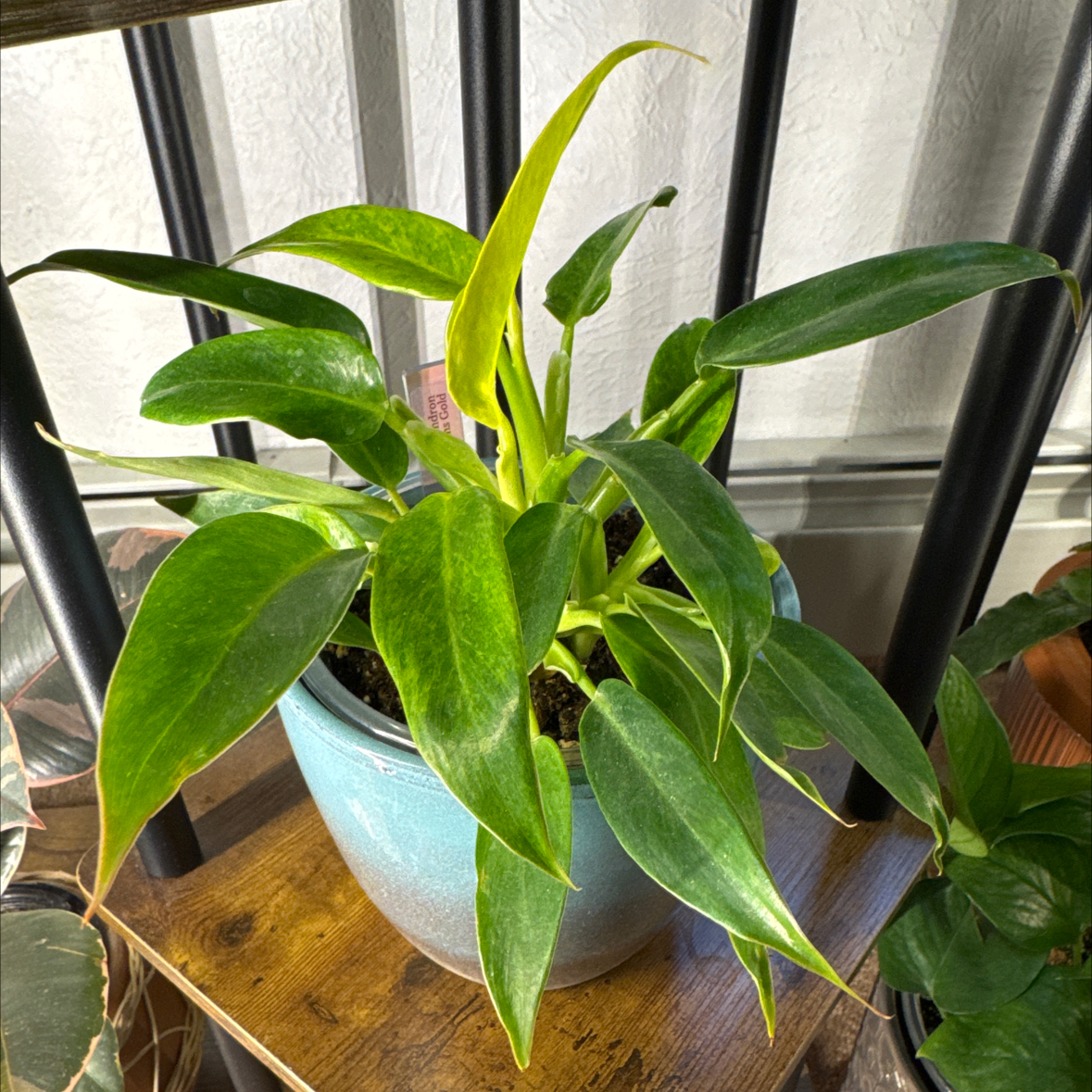 Photo of the plant species Philodendron by @PolarPlantLady named Madonna on Greg, the plant care app