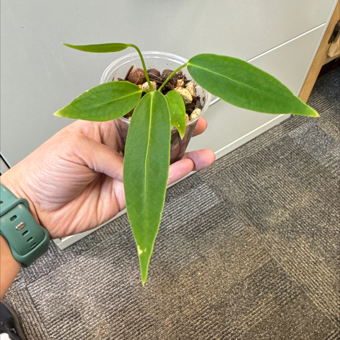 Photo of the plant species Warocqueanum by @PolarPlantLady named McKinley on Greg, the plant care app