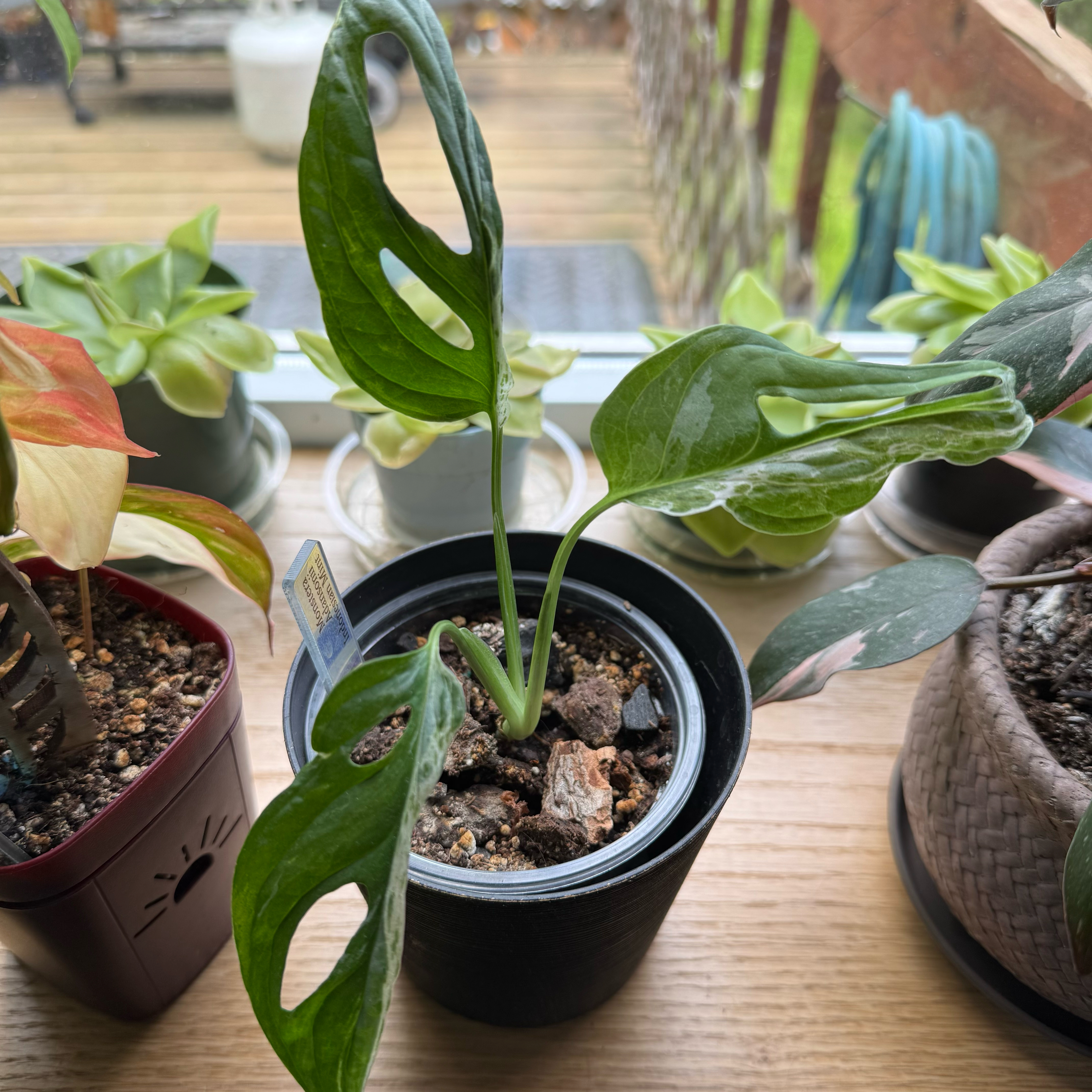 Photo of the plant species Monstera Adansonii Indonesian Marble by @PolarPlantLady named Tree Diddy on Greg, the plant care app