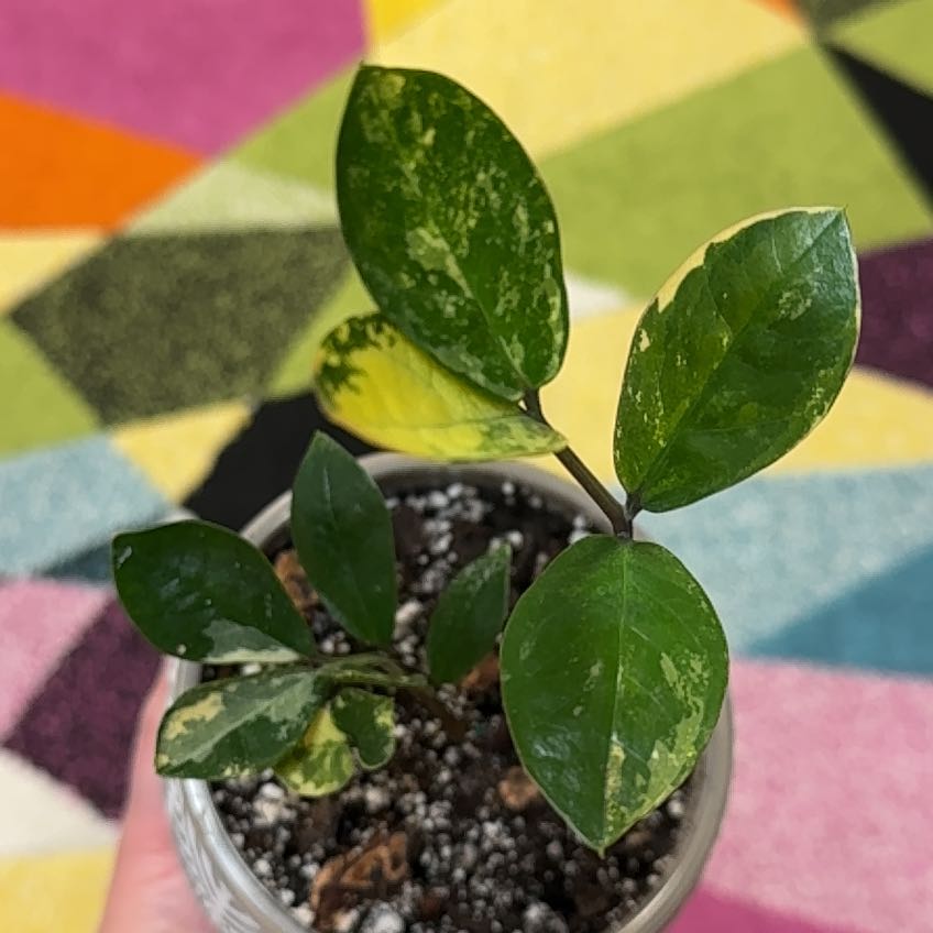 Photo of the plant species Variegated ZZ by @PolarPlantLady named Harry on Greg, the plant care app