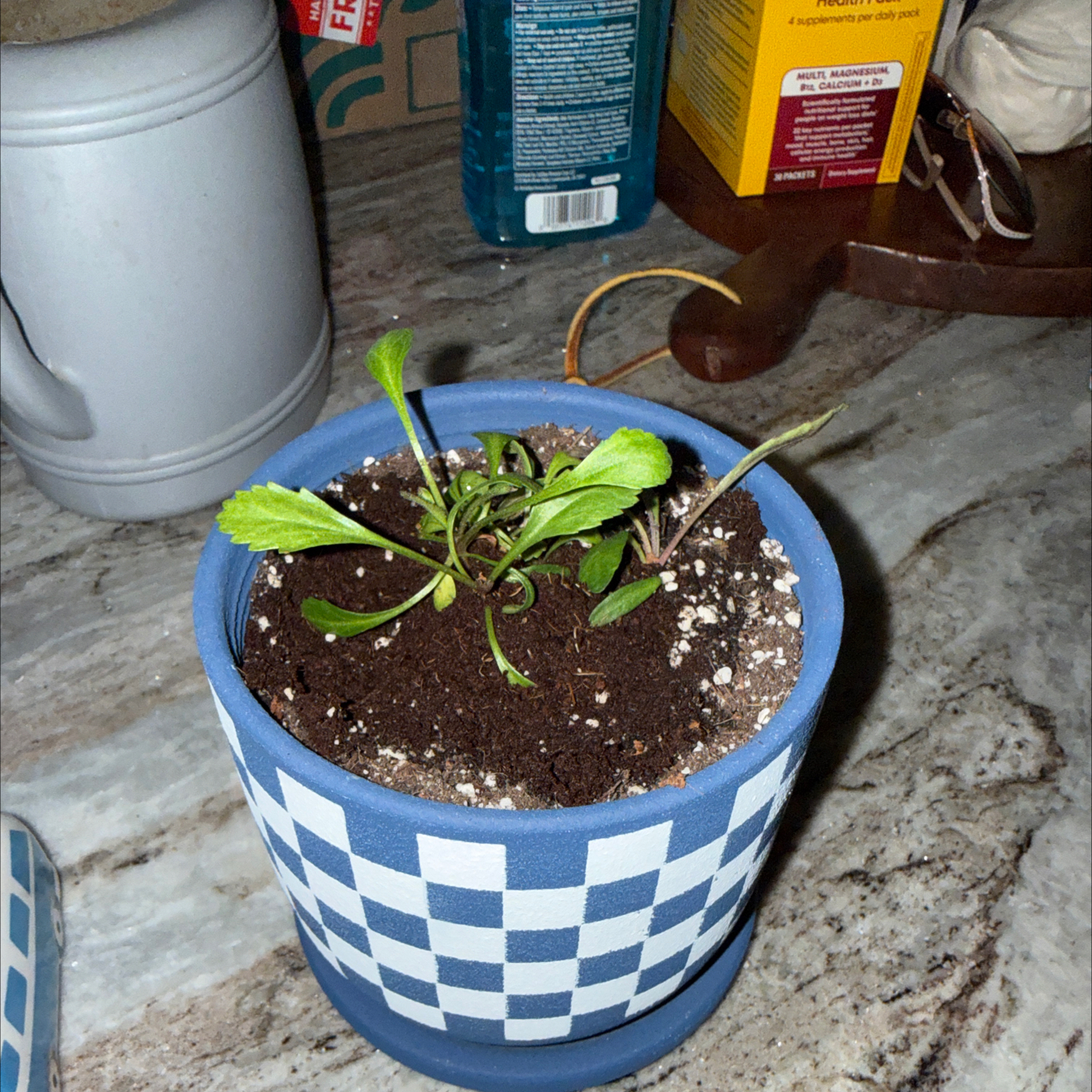 Photo of the plant species Daisy by @SportSeacampion named Peter Parker on Greg, the plant care app