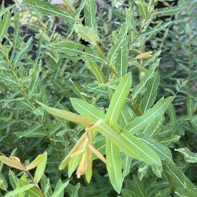Photo of the plant species Indian Hemp by @BentonFanmoss named ChloroPhil on Greg, the plant care app