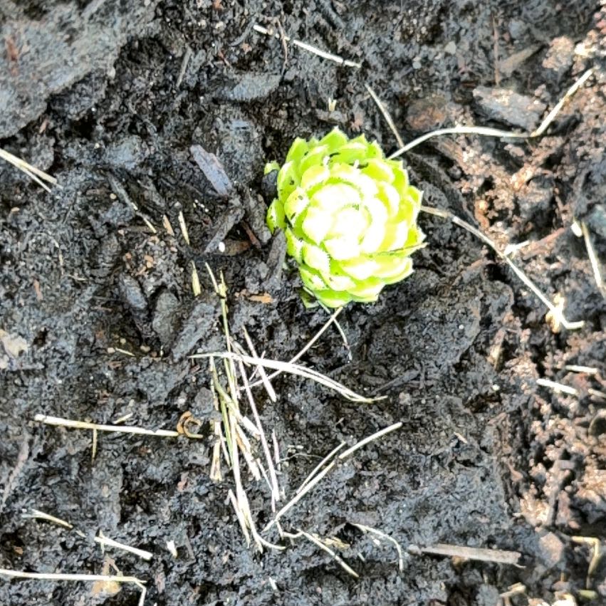 Photo of the plant species Horse-Apple by @BentonFanmoss named Kardashian on Greg, the plant care app