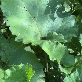 Photo of the plant species Great Burdock by @BentonFanmoss named Bieber on Greg, the plant care app