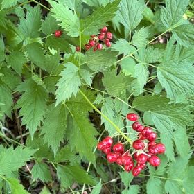 Photo of the plant species Red Currant by @BentonFanmoss named Homer on Greg, the plant care app