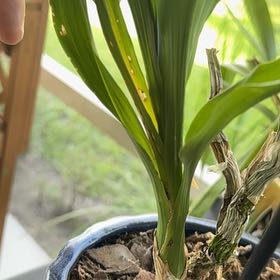 Photo of the plant species Black Pearl Orchid by @KindMuhlygrass named Captain Plant-it on Greg, the plant care app