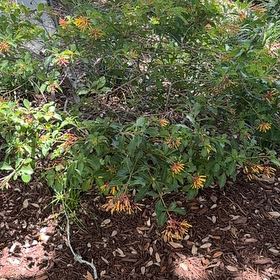 Photo of the plant species Scarlet Bush by @EmergingFantasy named Taylor Swift on Greg, the plant care app