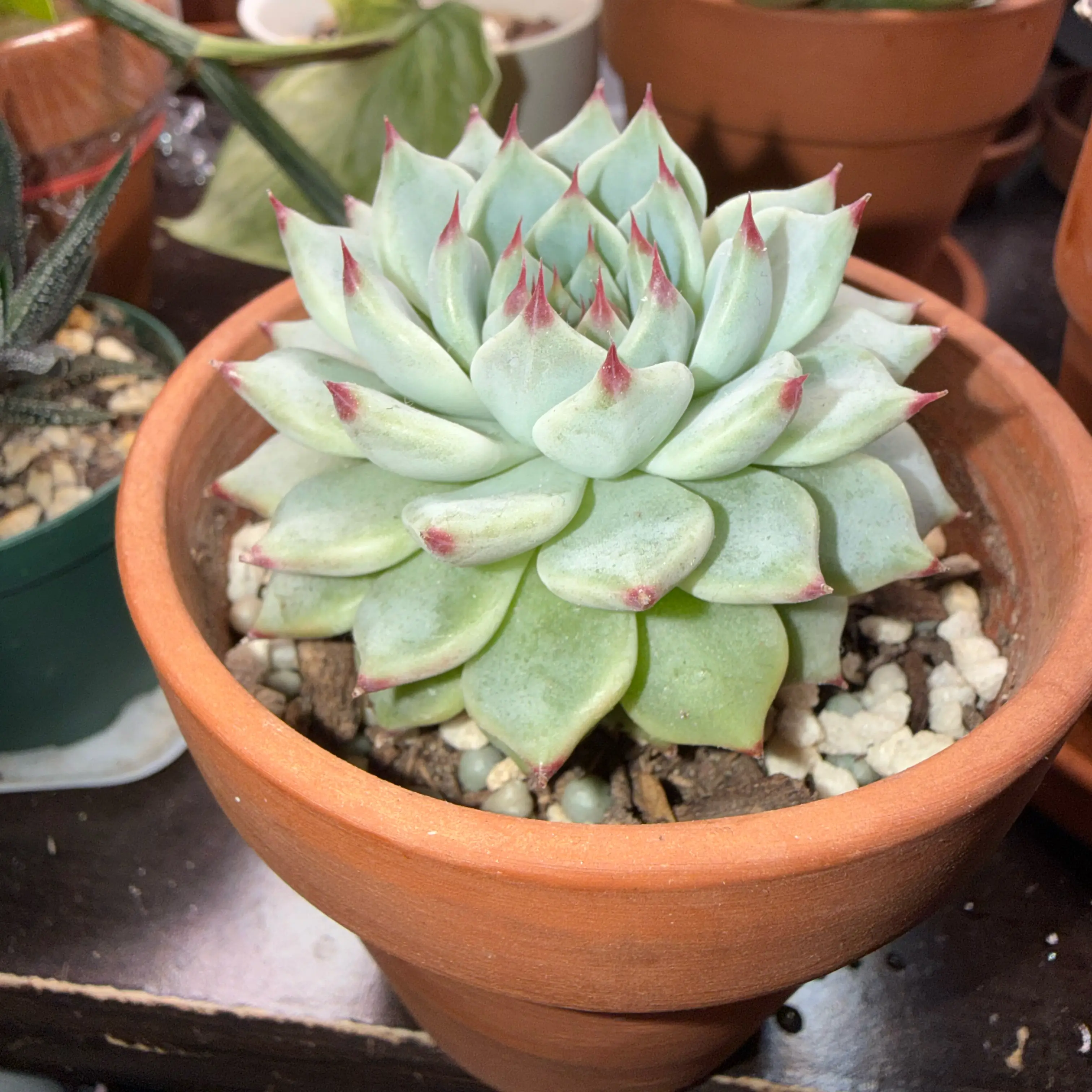 Photo of the plant species Echeveria cuspidata Rose by @thecrystalbabe named Elle on Greg, the plant care app
