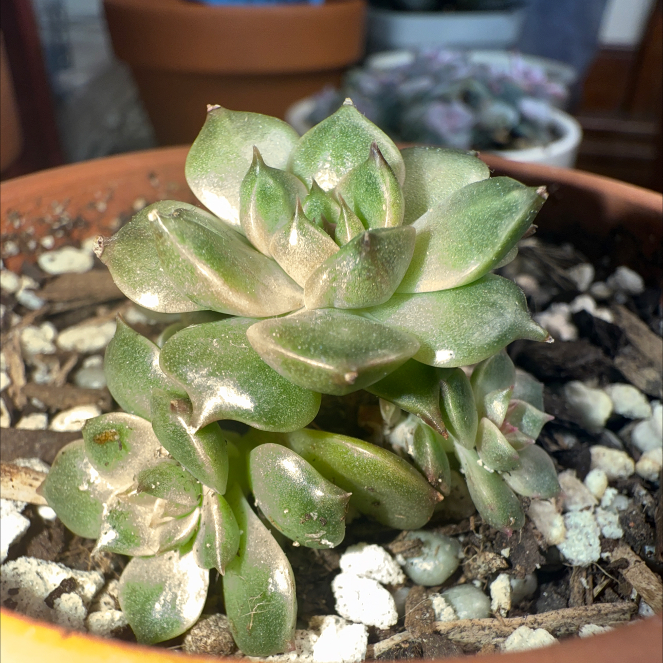 Photo of the plant species Echeveria Brown Rose by @thecrystalbabe named Leonardo on Greg, the plant care app