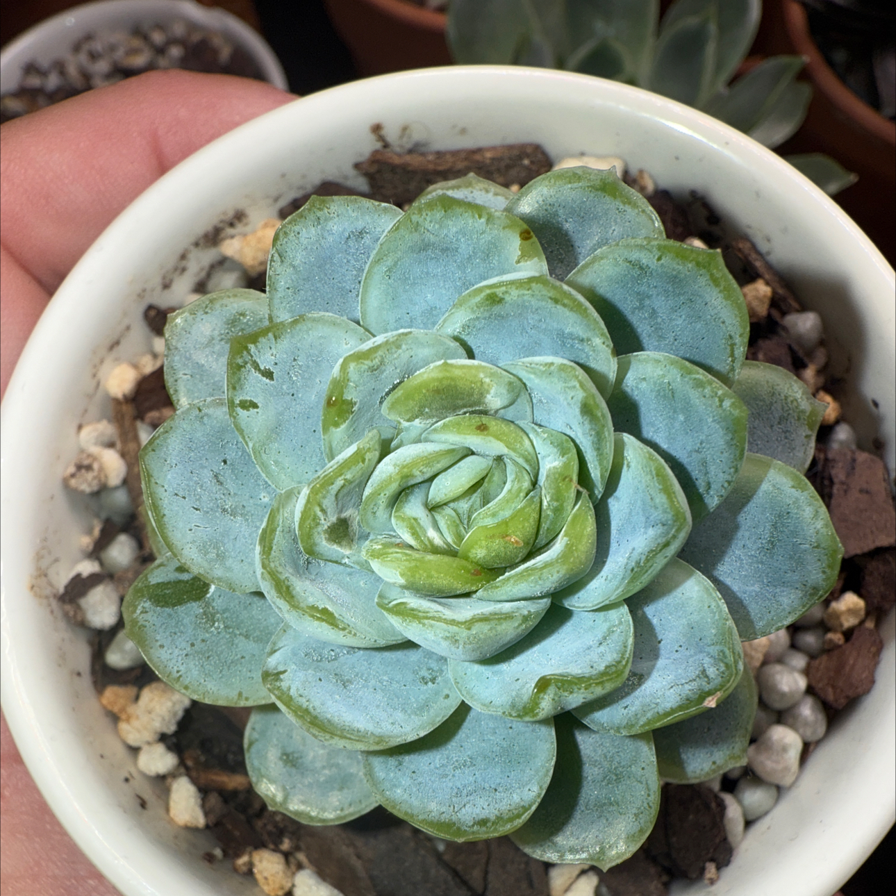 Photo of the plant species Echeveria 'Pelusida' by @thecrystalbabe named Scarlett on Greg, the plant care app