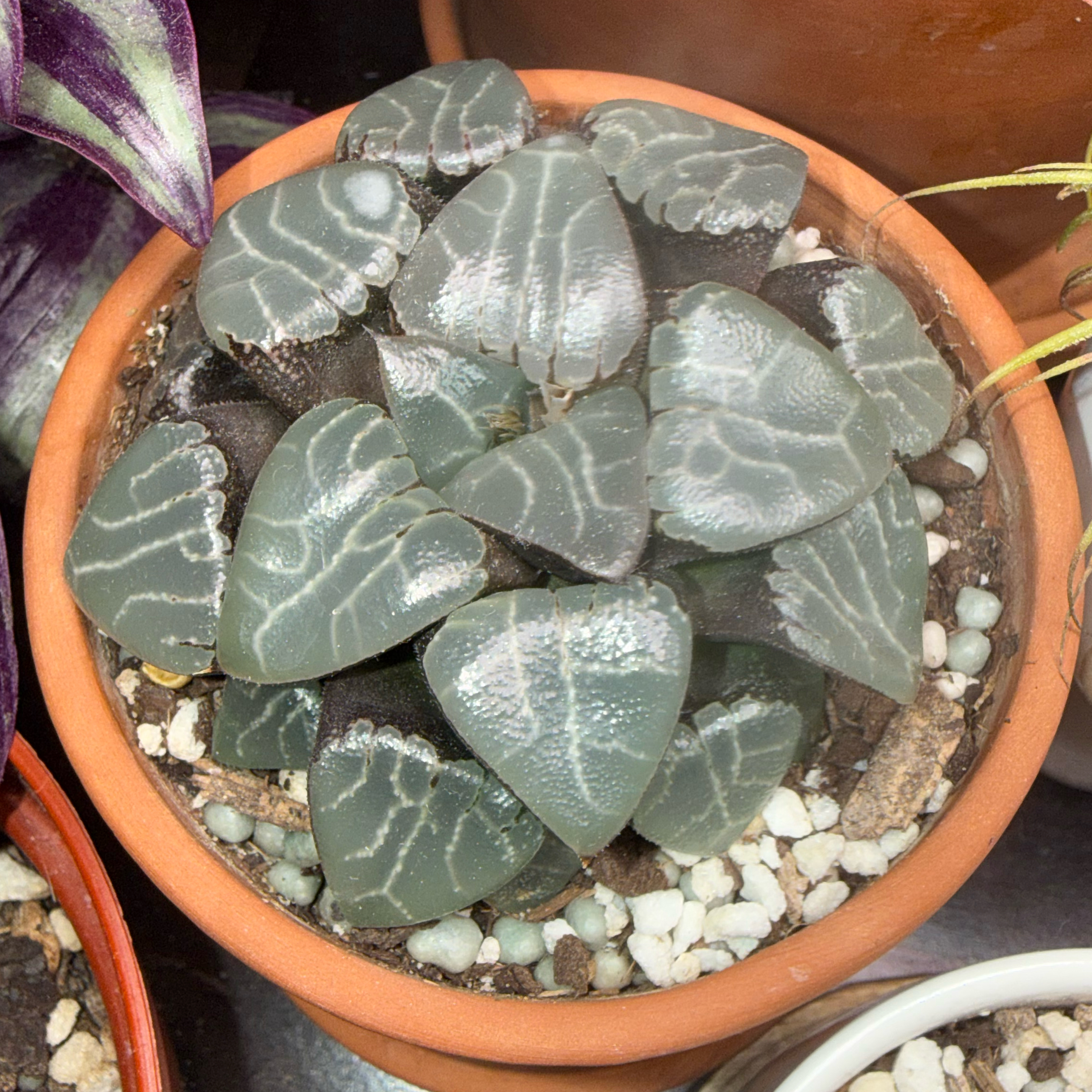 Photo of the plant species Haworthia bayeri by @thecrystalbabe named Winston on Greg, the plant care app