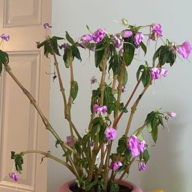 Photo of the plant species SunPatiens Compact Orchid Blush by @PeppyRubyelfcup named Orlando Bloom on Greg, the plant care app