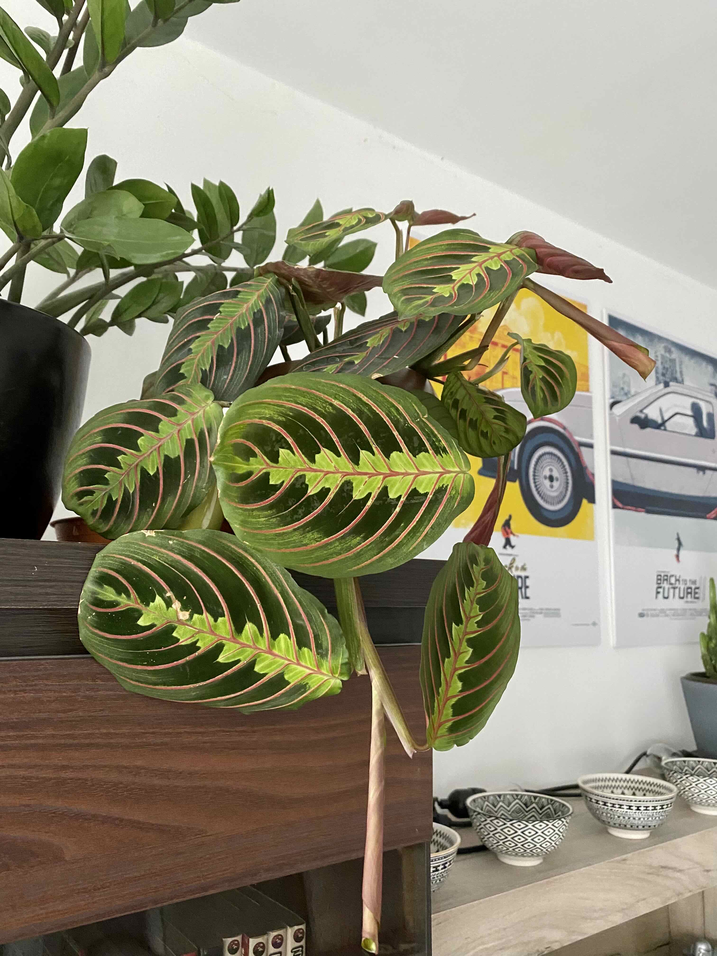 Prayer Plant with vibrant green leaves and red veins, placed indoors with decor items in the background.