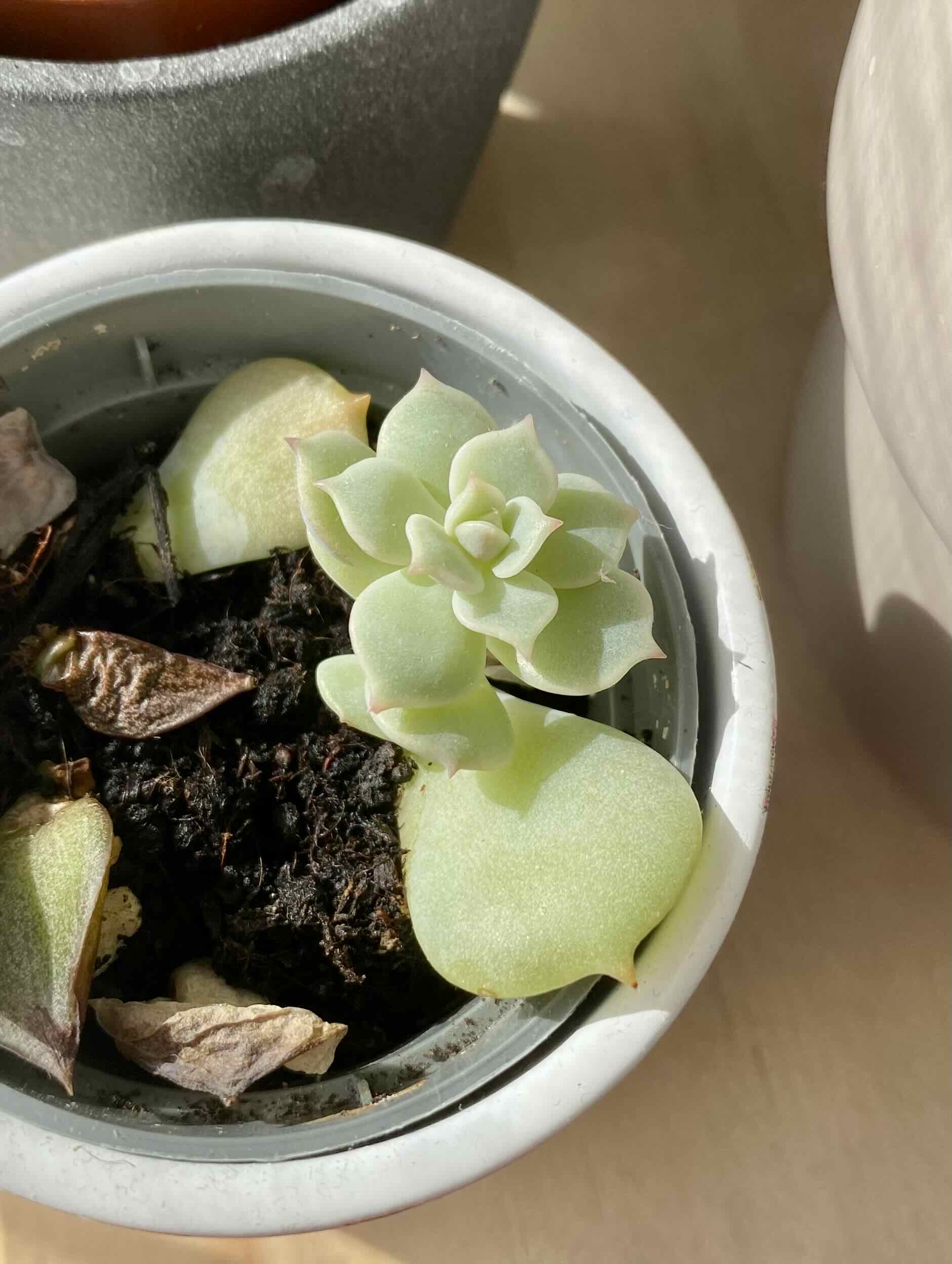 Echeveria 'Lola' plant in a pot with visible soil and some dried leaves.