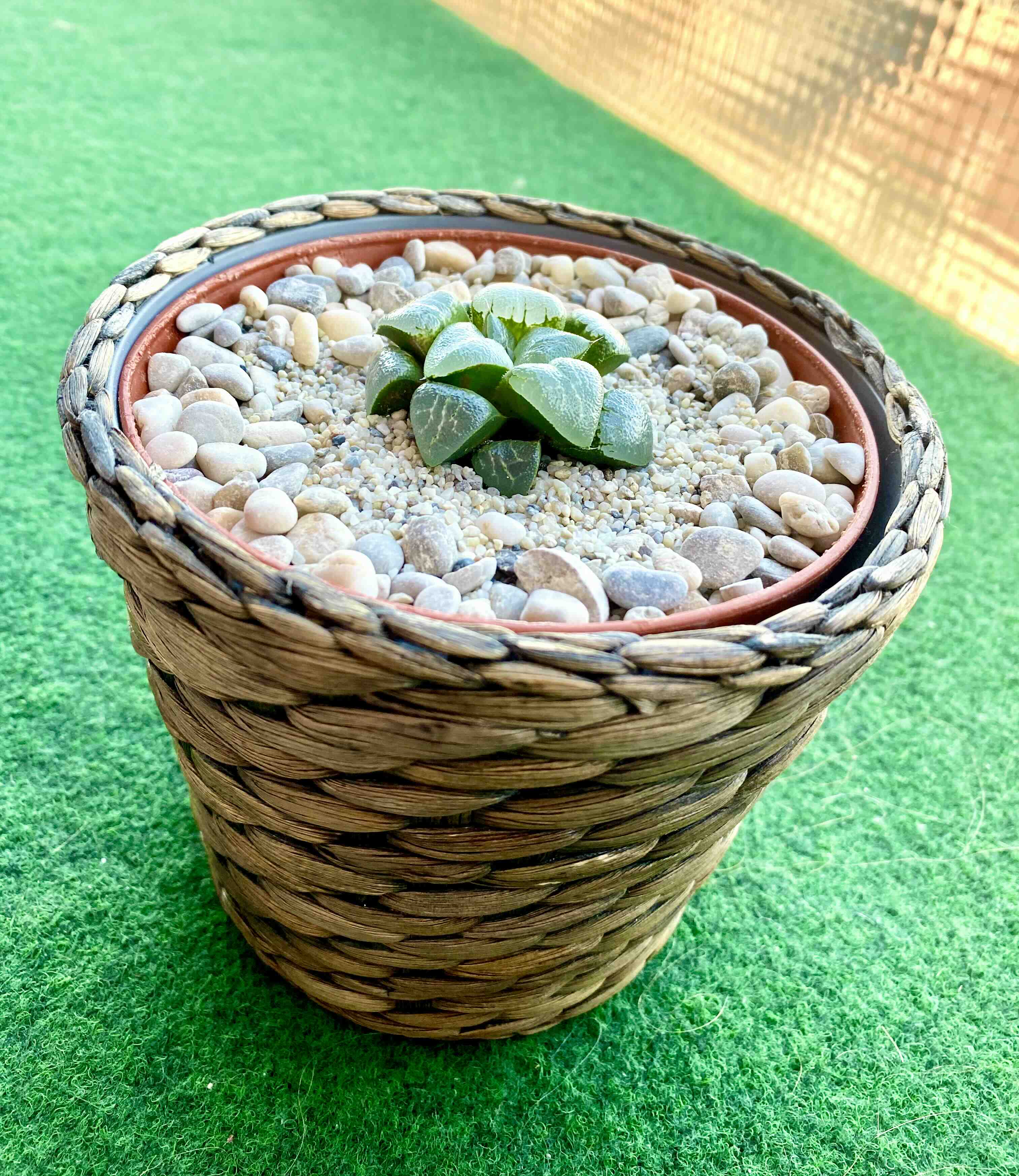 Haworthia bayeri plant in a woven basket pot with pebbles on top.