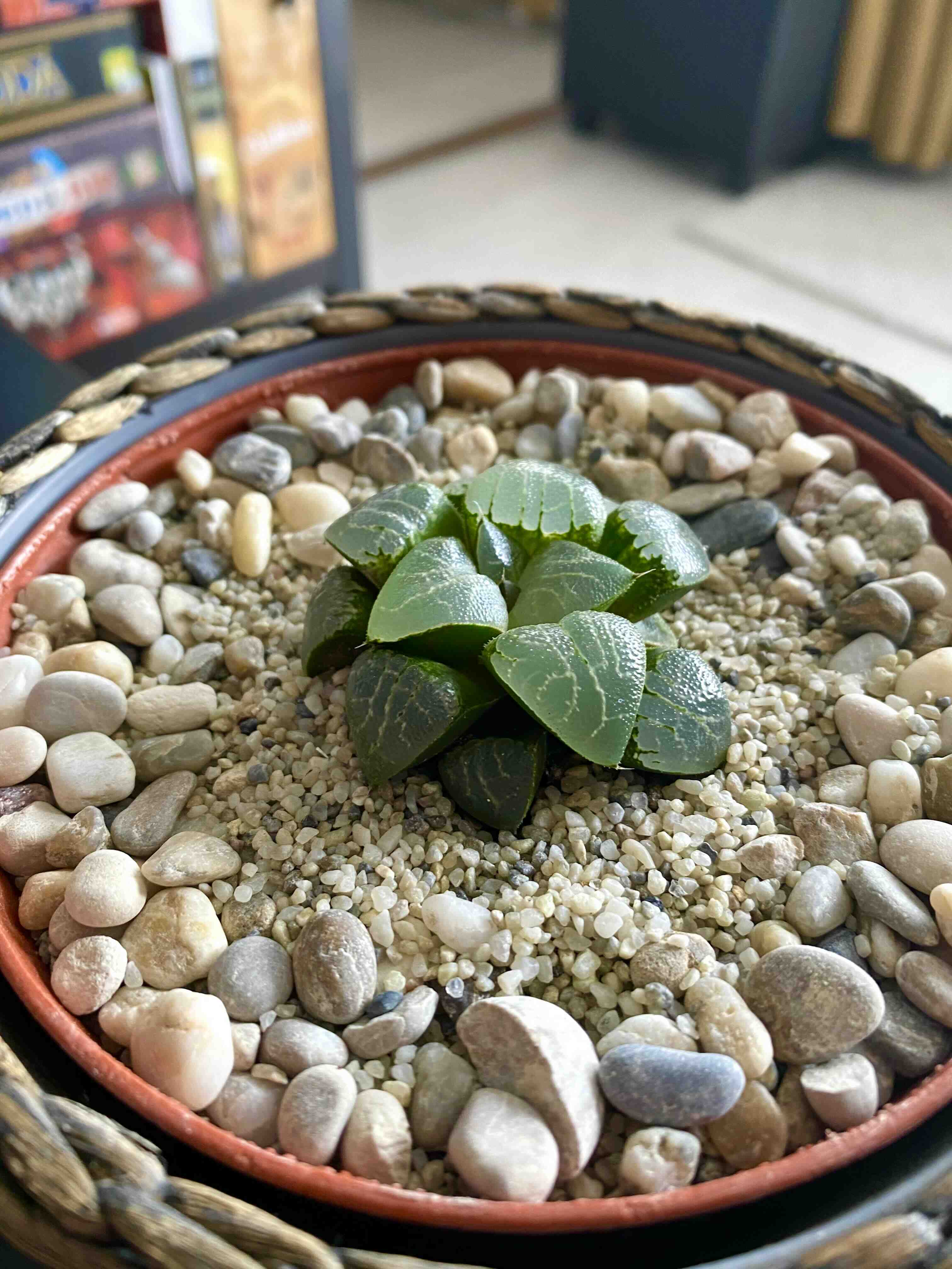 Haworthia bayeri plant in a pot with pebbles, healthy and well-framed.