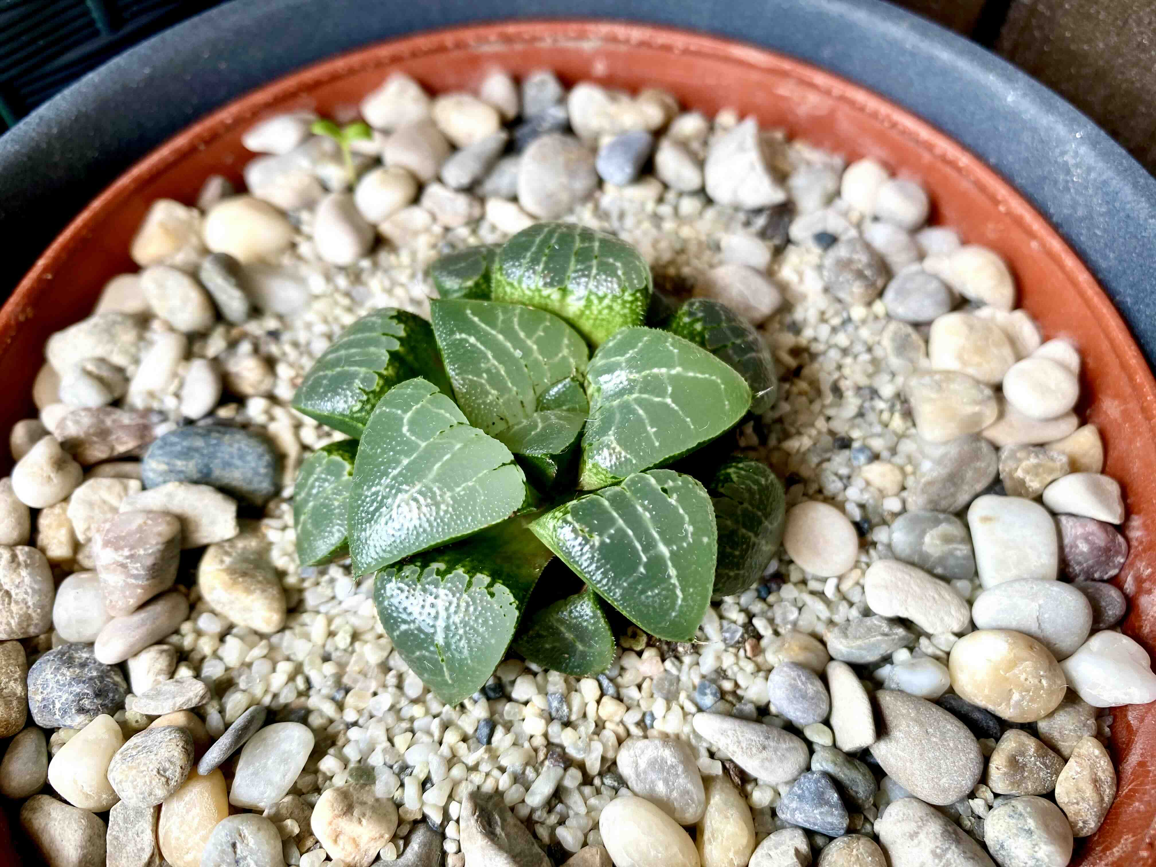 Haworthia bayeri plant in a pot with pebble top dressing, appearing healthy.