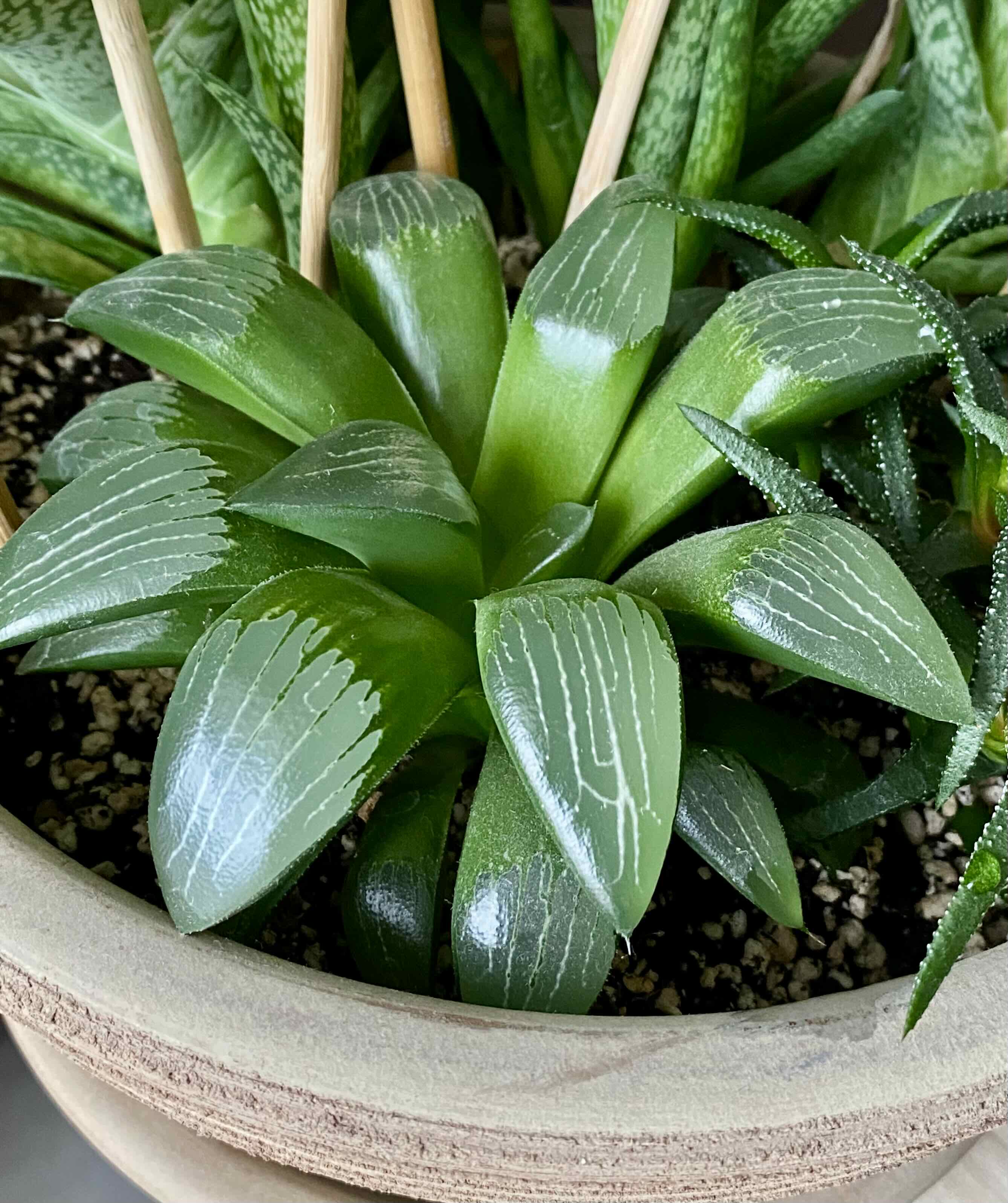 Photo of the plant species Haworthia bayeri by @Cheella named Ripley on Greg, the plant care app