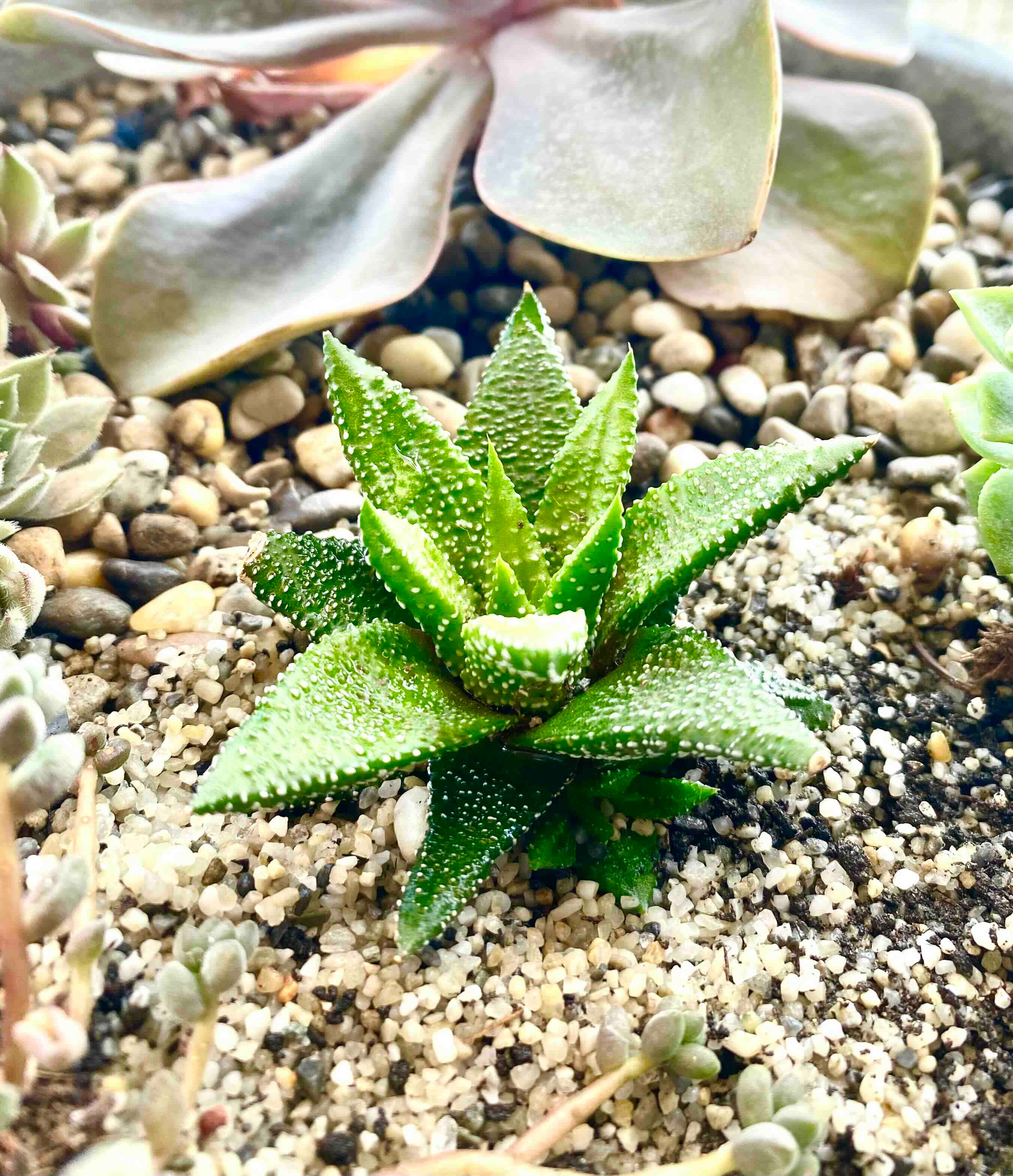 Why Are My Haworthia attenuata 'Enon' Leaves Falling Over?