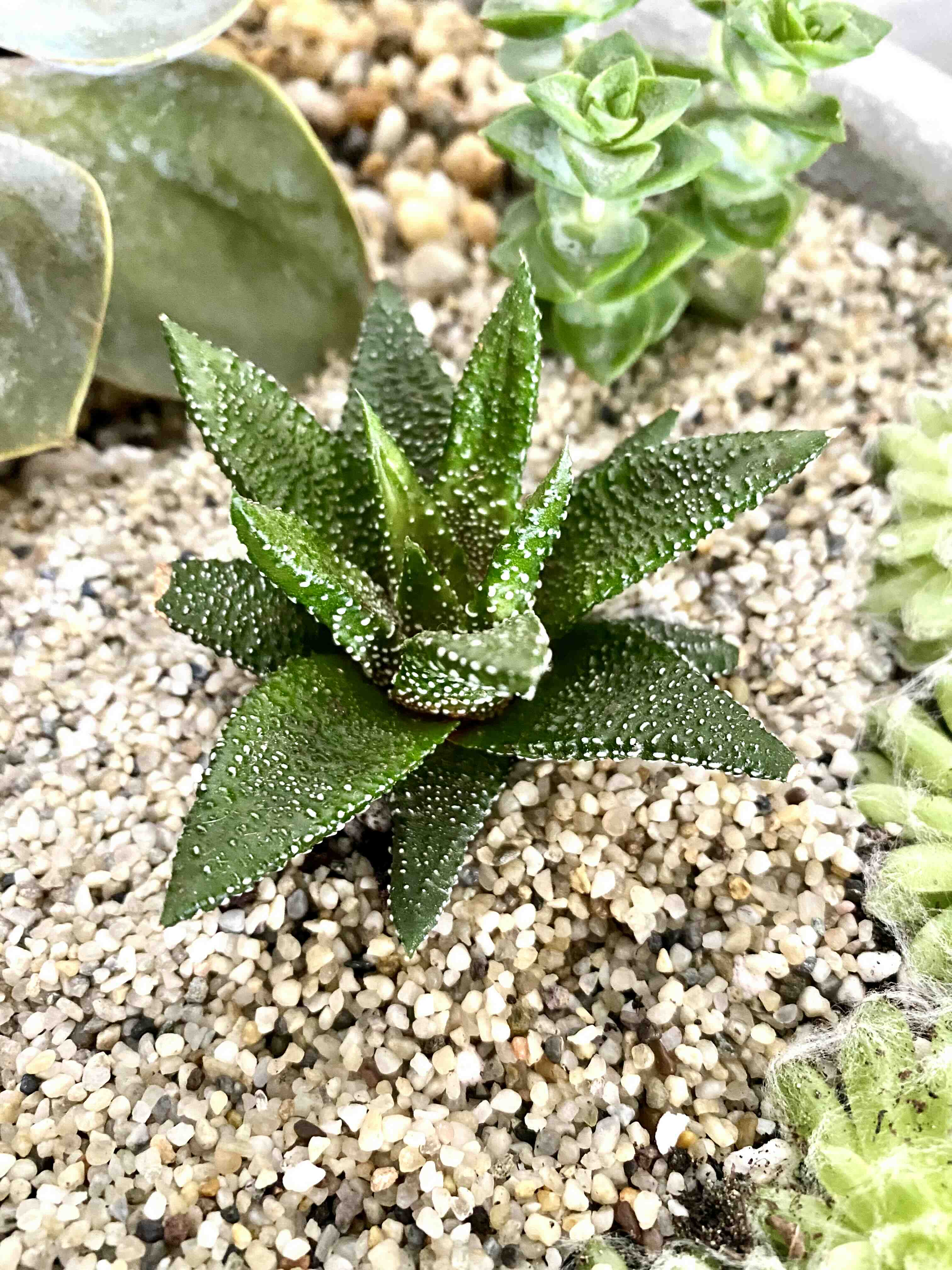 Healthy Haworthia attenuata 'Enon' plant with green, firm leaves in a well-framed and focused image.