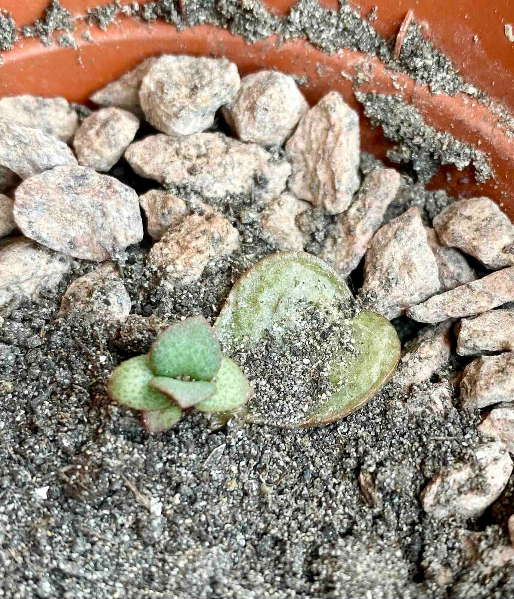 Plant care for European Pear 'Garden Pearl' on Greg, the plant care app