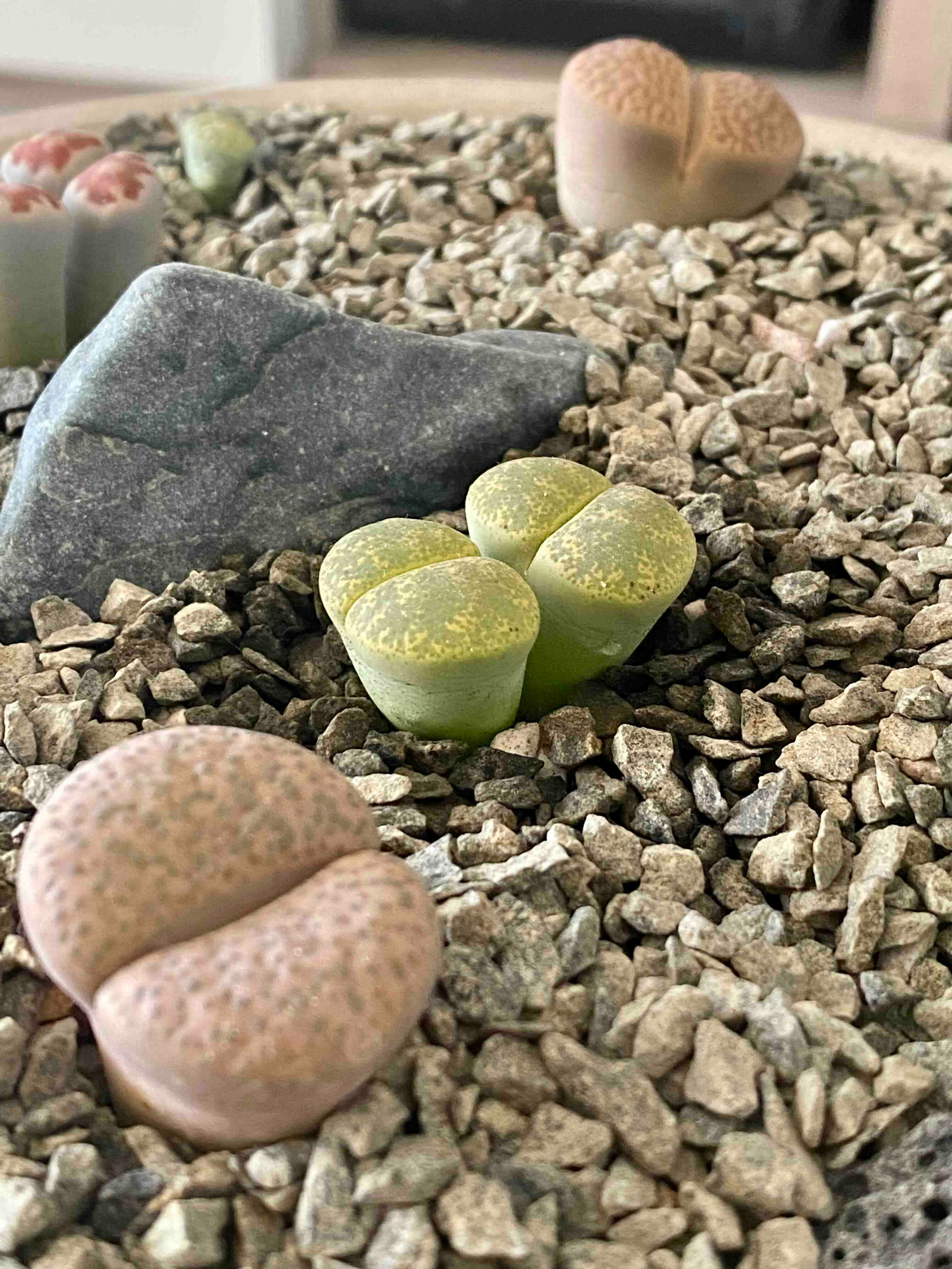 Plant care for Francis' Ice Plant on Greg, the plant care app