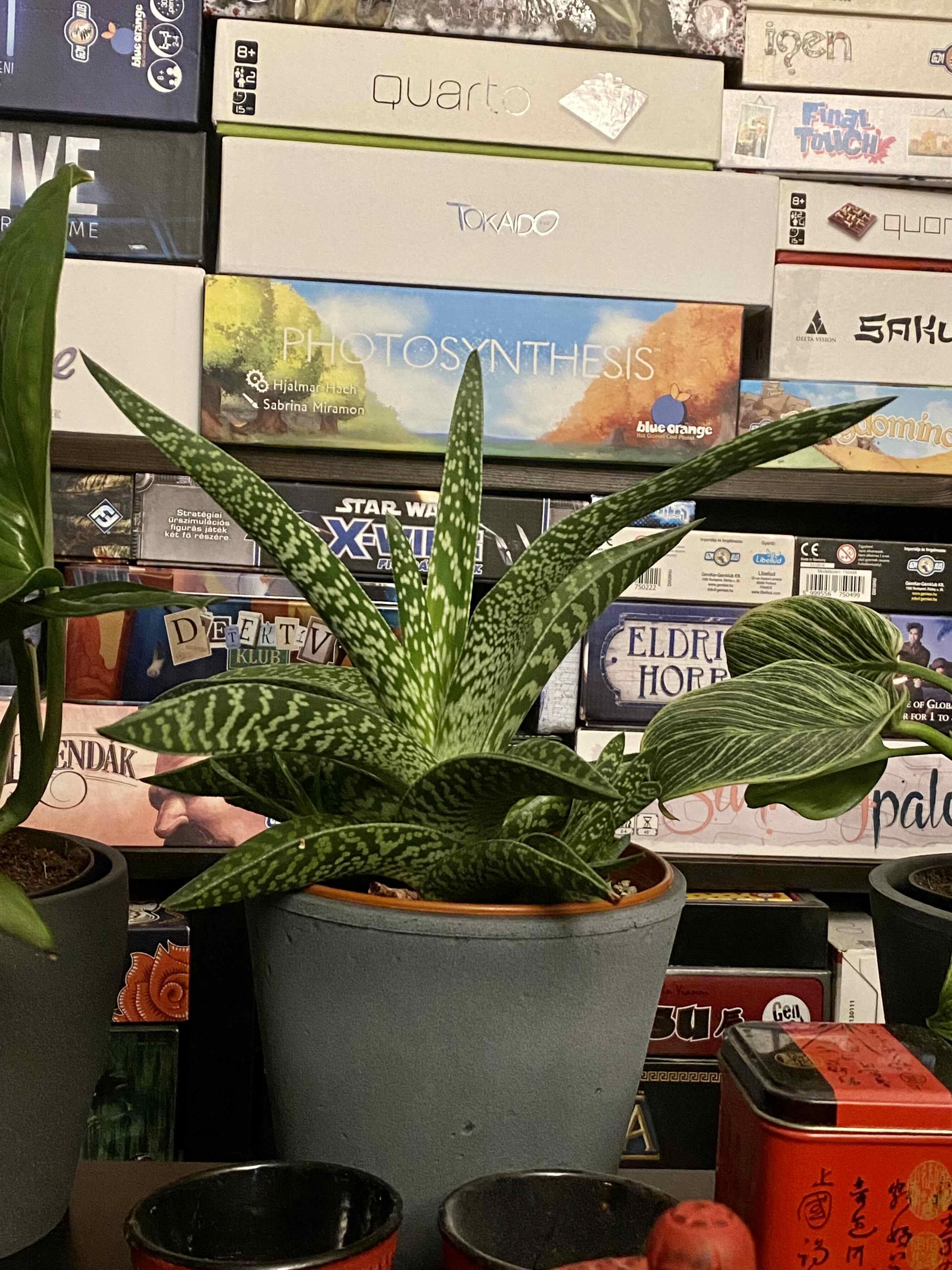 Photo of the plant species Aloe 'Partridge Breast' by @Cheella named Tiki on Greg, the plant care app