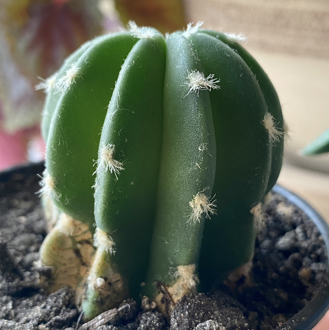 Domino Cactus with healthy green coloration in a pot with visible soil.