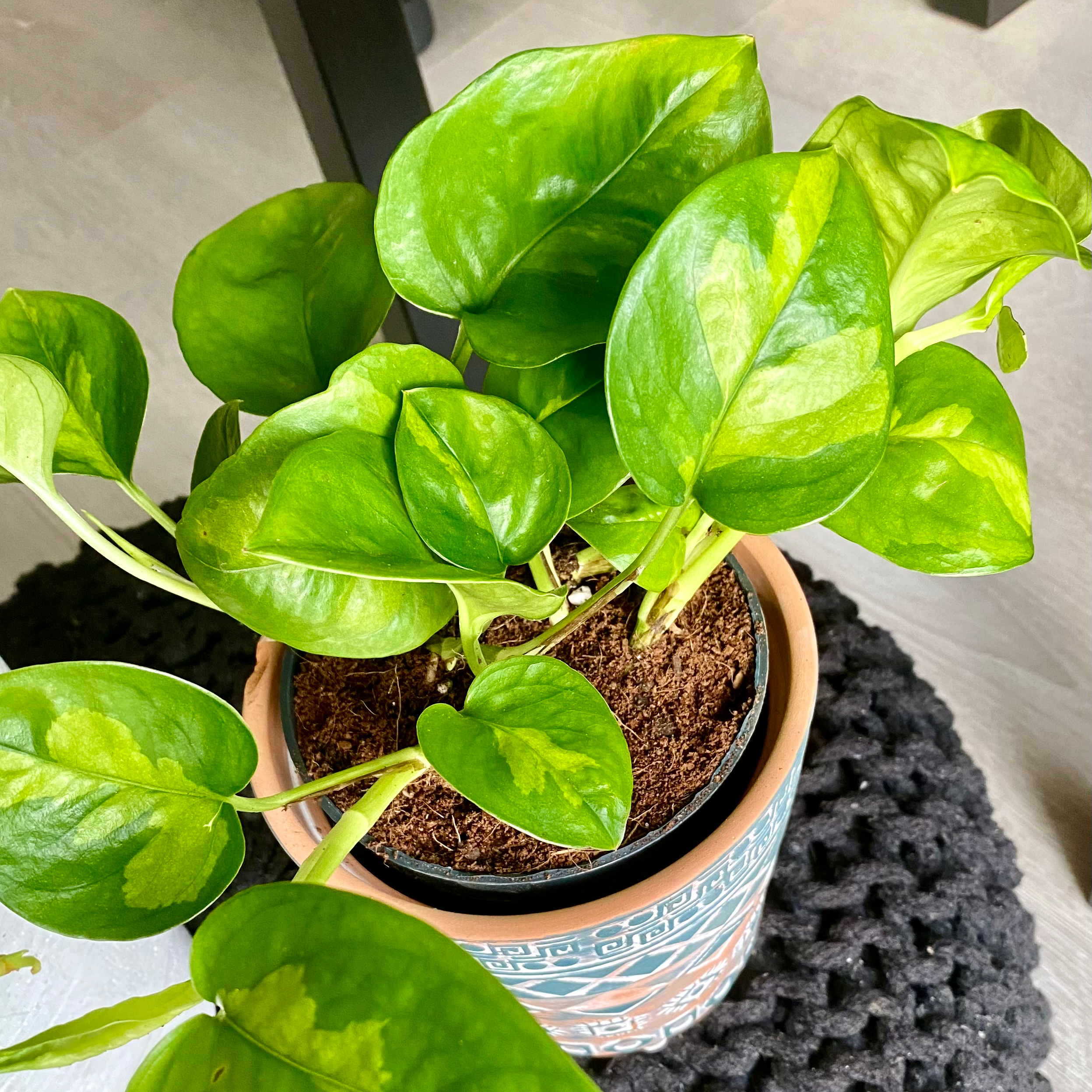 A healthy Global Green Pothos plant in a decorative pot with visible soil.