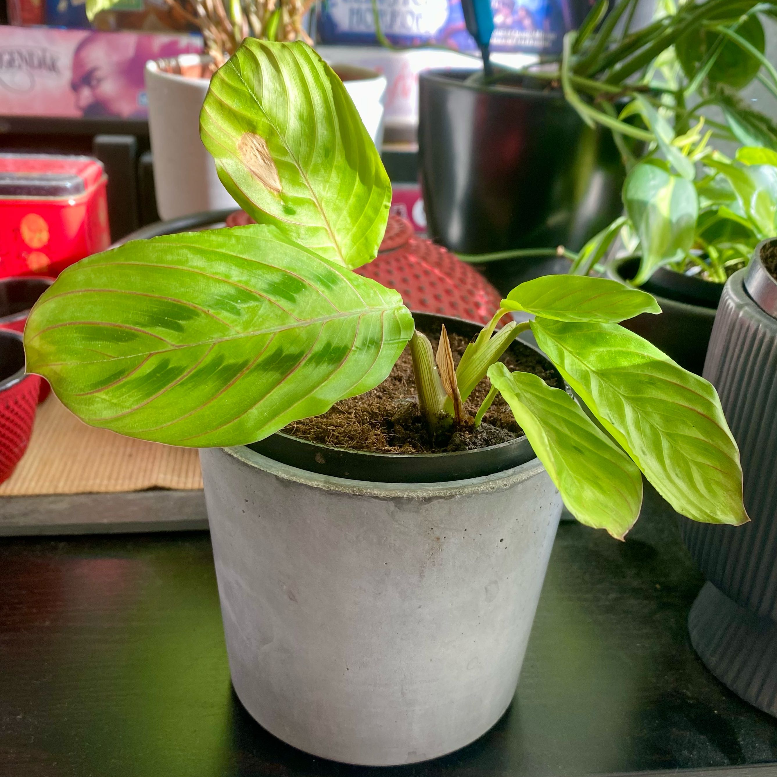 Prayer Plant in a pot with some browning on one leaf.