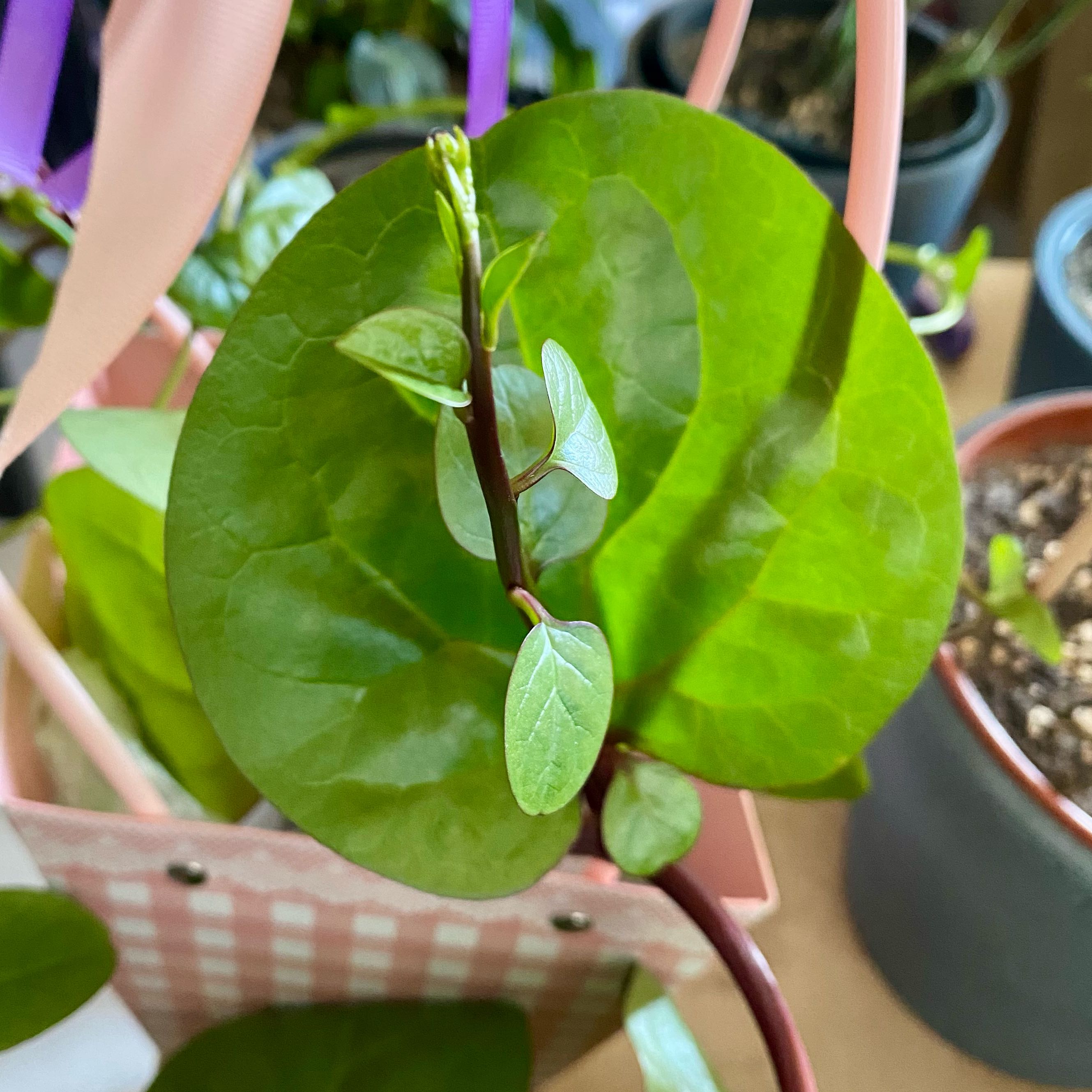 Photo of the plant species Basella Alba by @Cheella named Spenót on Greg, the plant care app