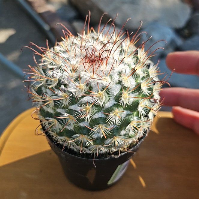 Photo of the plant species Cactus by @FlyingWasabi named Poky on Greg, the plant care app