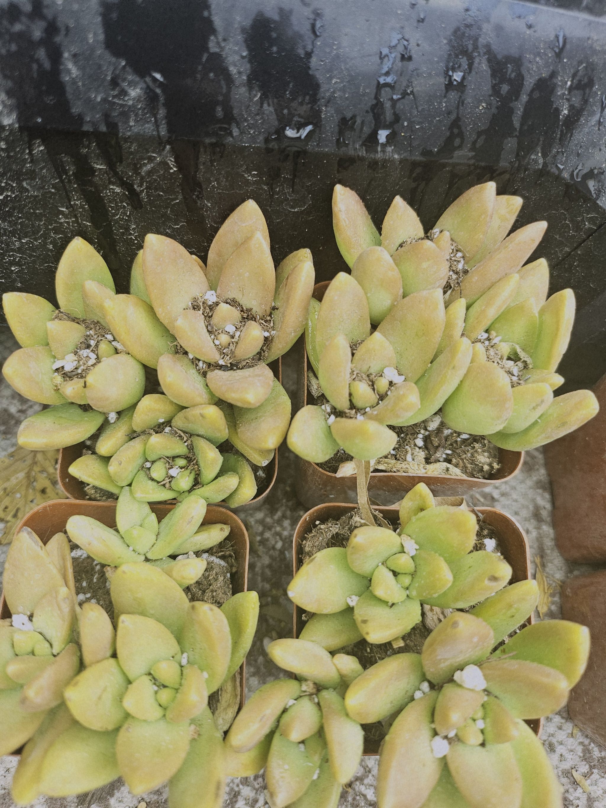 Photo of the plant species Pudgye by @FlyingWasabi named Bieber on Greg, the plant care app