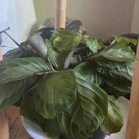 Photo of the plant species Tuberous begonias by @BentonRustyfig named Beyonce on Greg, the plant care app
