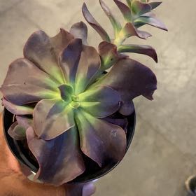 Photo of the plant species Echeveria 'Autumn Flame' by @GodlyPigsqueak named Autumn on Greg, the plant care app