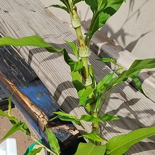 Photo of the plant species Willow Weed by @ModernShadbush4 named Delilah on Greg, the plant care app